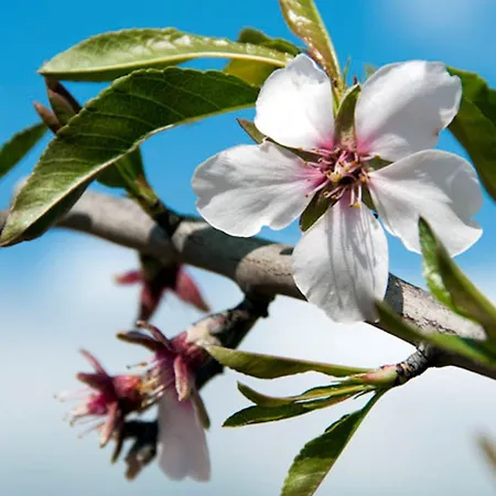 Charming Vale Do Lobo Retreat 3 Bedrooms Private Pool & Close To Amenities Villa Almancil
